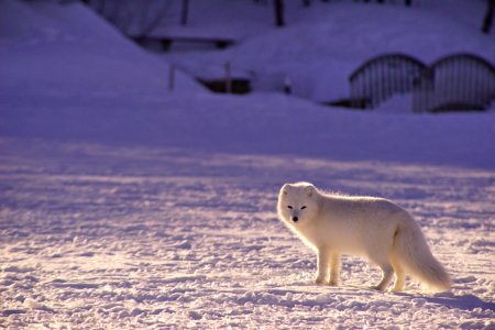 arctic fox on snowfield photo