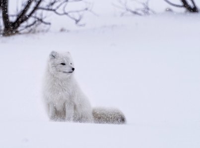 white fox standing on snow during daytime photo
