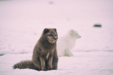 two white and black wolfs on ice photo