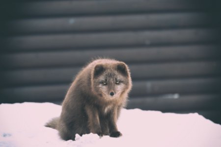 brown animal on the snow during daytime photography photo