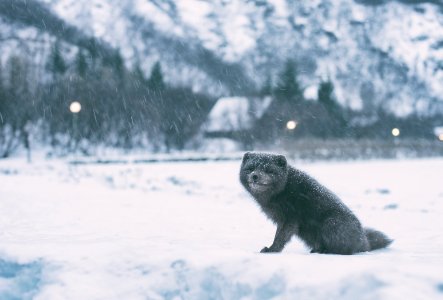 greyscale photography of raccoon on open field covered with snow during winter photo