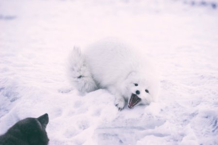 long-coated white wolf at daytime photo