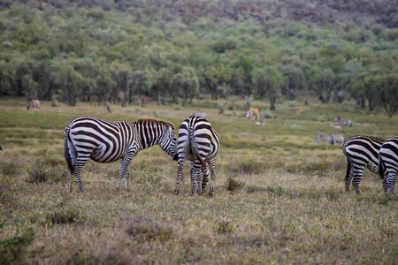 Grazing in kenya