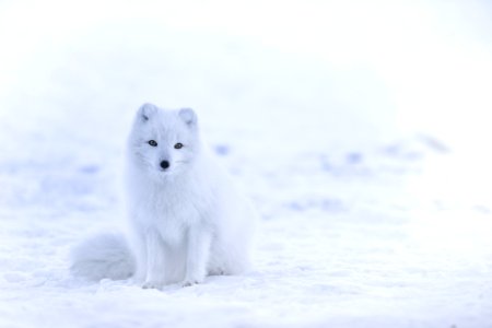 snow fox on snowfield photo