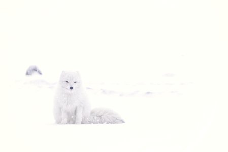 white husky on snowfield photo