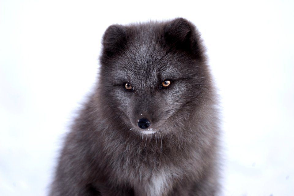 gray fox photo