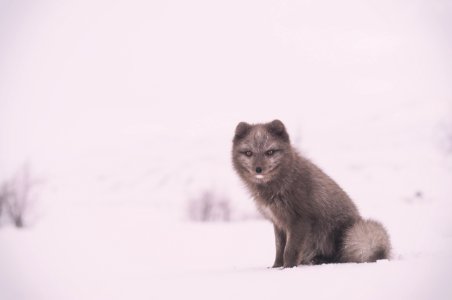 gray fox on white snow photo