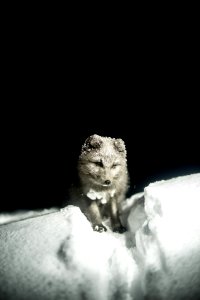 gray fox photo