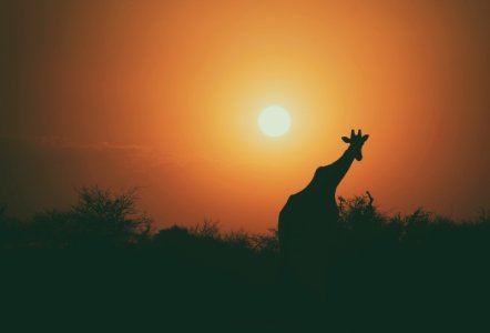 giraffe beside tree during sunset photo
