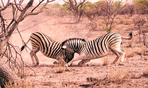 zebra during daytime photo