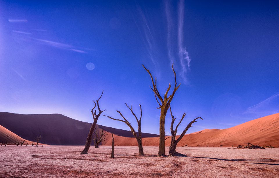 bare trees on desert
