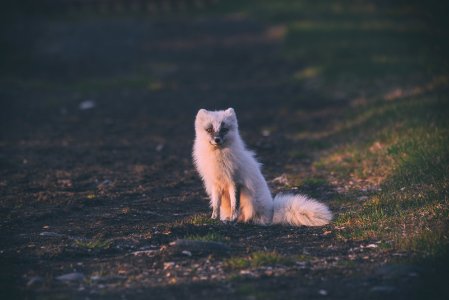 long-coated white animal on green lawn grass during daytime photo