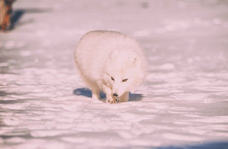 wildlife photography of white fox photo