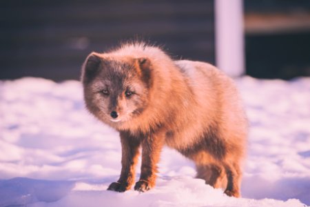 brown fox standing on snow-covered ground during daytime photo