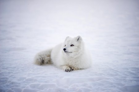 short-coated white wolf laying on white surface photo