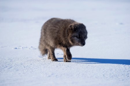 gray wolf walking on snow covered ground photo