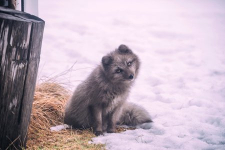 long-coated gray dog sitting on ground covered with snow photo