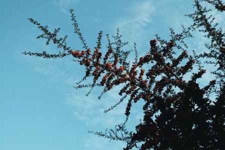 Engelky mahallesi, Turkey, Nature photo