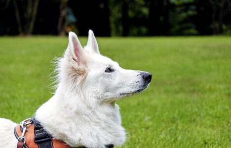 White animal portrait photo