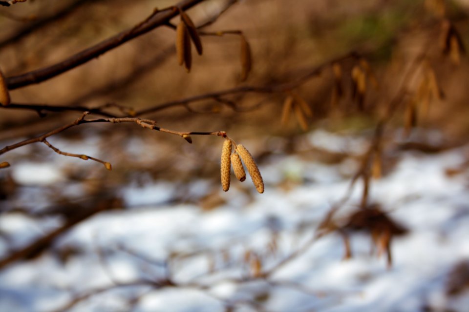 Nut, Nature, Winter