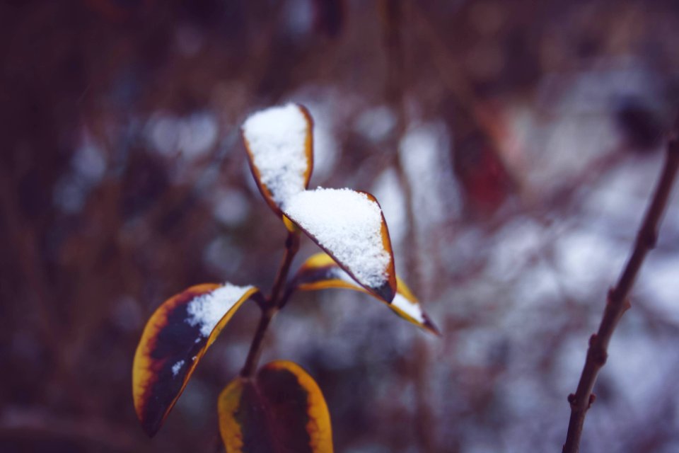 Nature, Leaf, Snow
