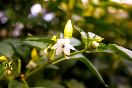 Plant, Pepper, Flower