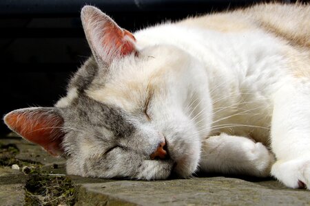 Cat face relaxed lucky cat