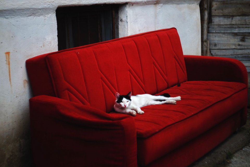 Retro, Old, Animals