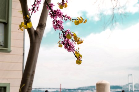 Green, Tree, Leaves