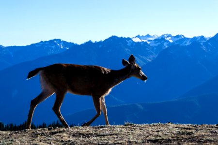 Heart of the hills campground, Port angeles, United states photo