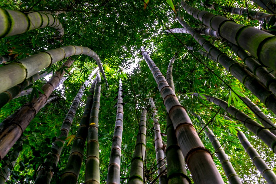 Maui, United states, Green