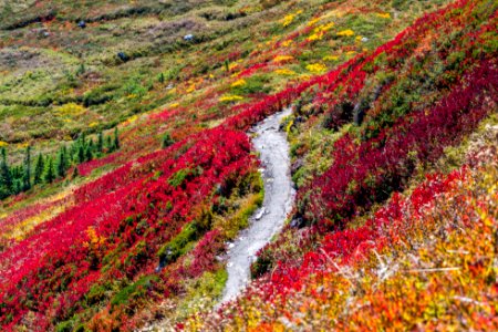 road in middle of red and yellow flower field