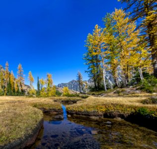 river surround by trees photo