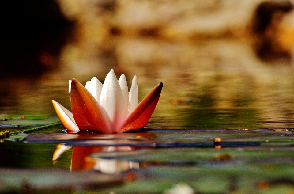Plant pond blossom