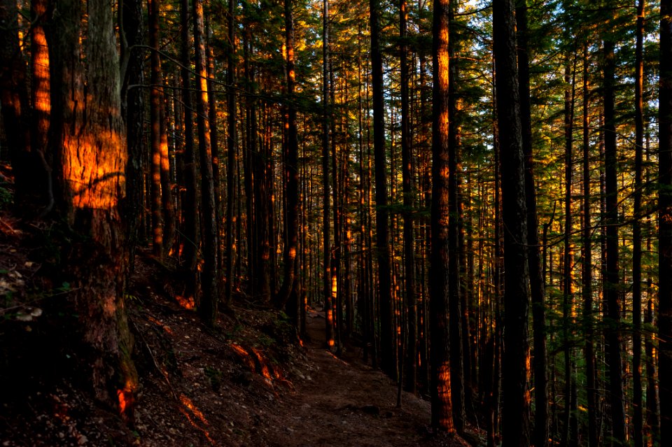 inside the jungle during golden hour