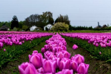 Mount vernon, United states, Rows