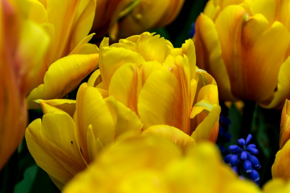 Mount vernon, United states, Tulip