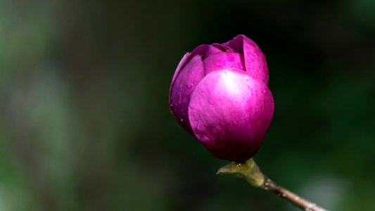 Seattle, United states, Bloom