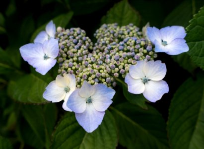 blue-and-white-petaled flowers photo