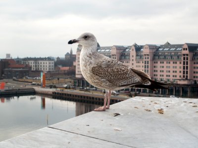 gray and white bird