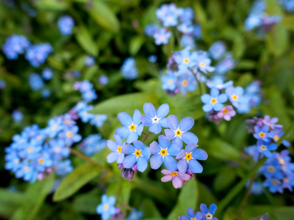 selective focus photography of blue flowers