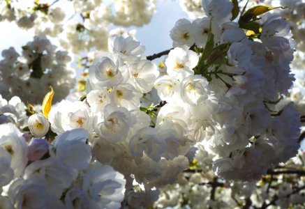 white petaled flowers close-up photography photo