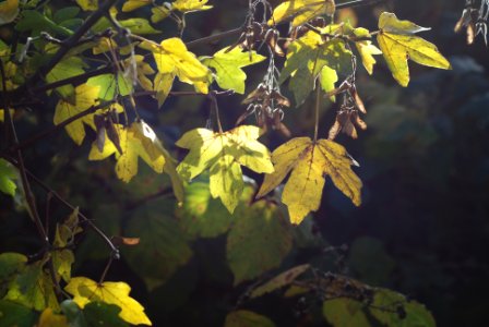 green-leafed plants photo