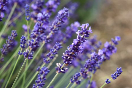 blue-petaled flowers photo