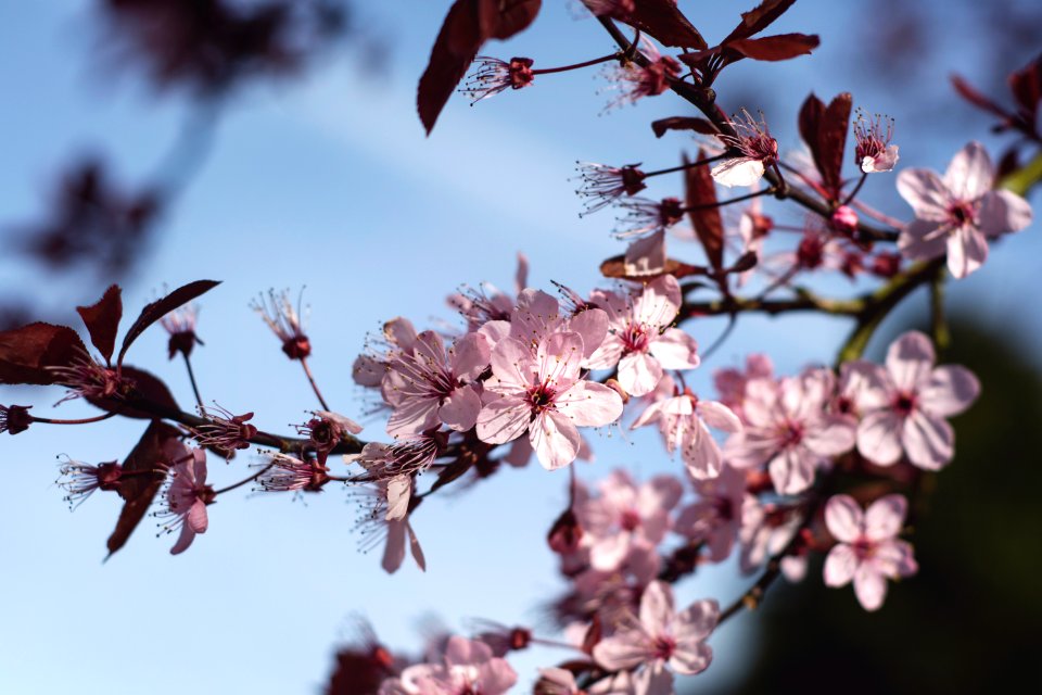 pink petaled flower bloom during daytime