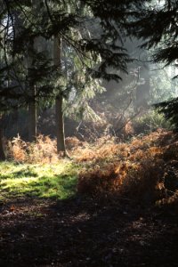 low angle photo of trees