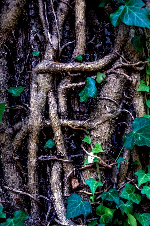 Texture, Forest, Roots
