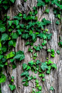 green leaves