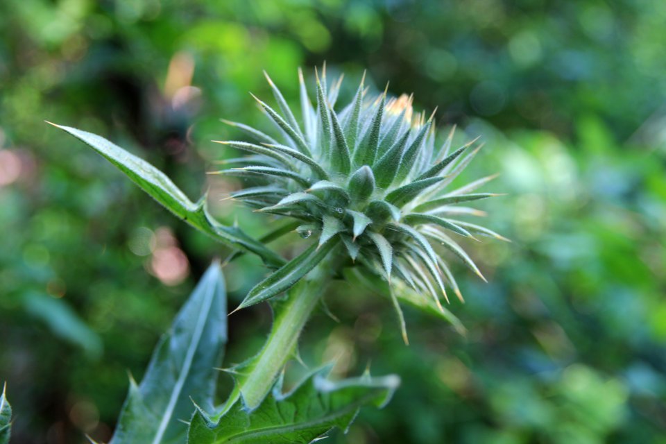 Thistles, Green, Thistle