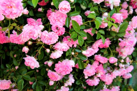 Pink flowers, Pink roses, Plants photo